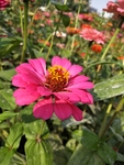 百日菊