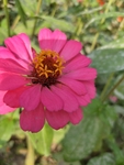百日菊