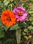 百日菊