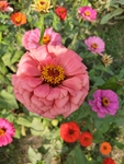 百日菊