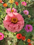 百日菊