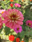 百日菊
