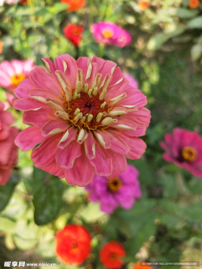 百日菊