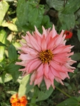 百日菊