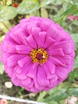 百日菊