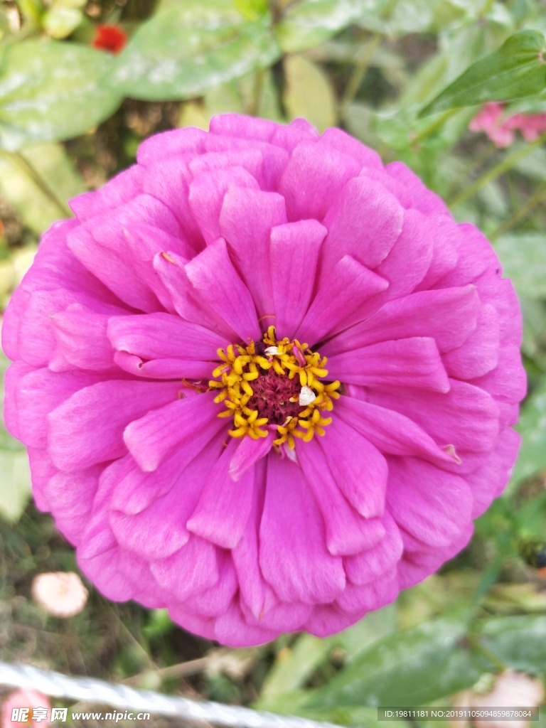 百日菊