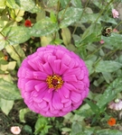 百日菊