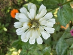 百日菊