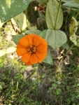 百日菊