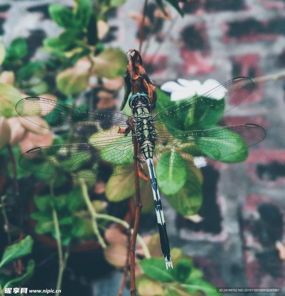 蜻蜓