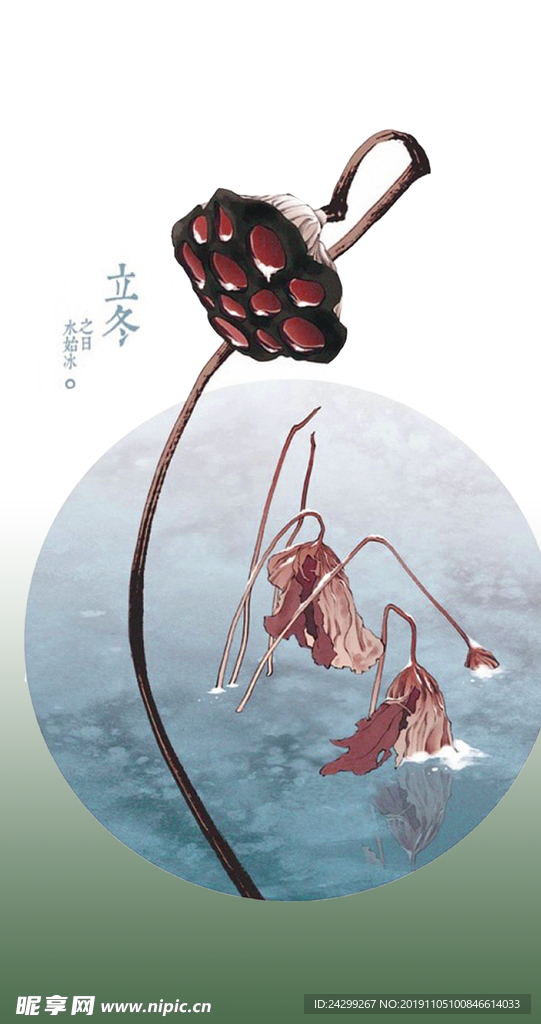 莲子莲蓬