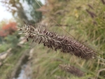 草种