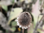 干花心