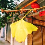 银杏叶 树叶 黄色 秋天 叶子