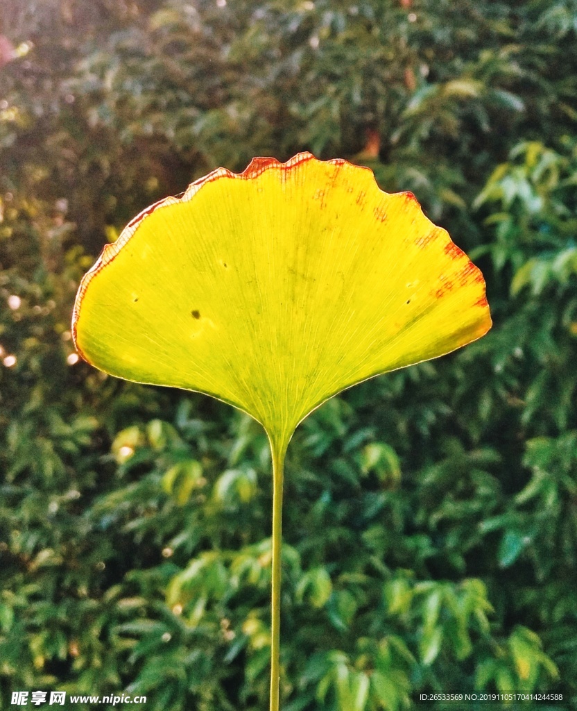 银杏叶 树叶 黄色 秋天