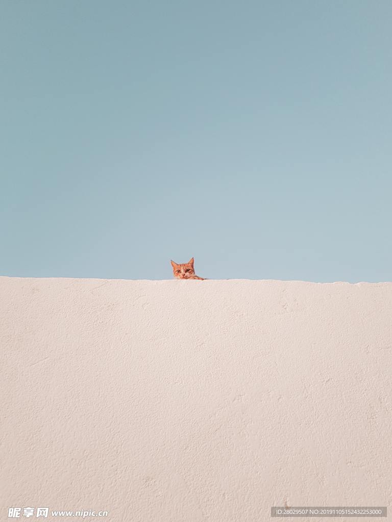简洁猫咪背景