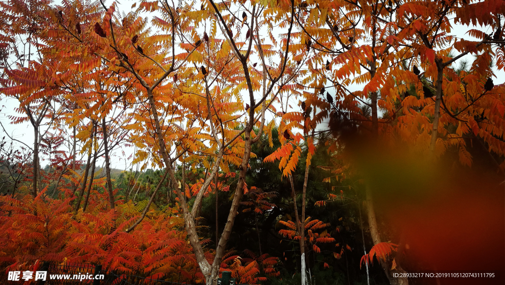 香山红叶