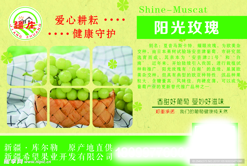 阳光玫瑰