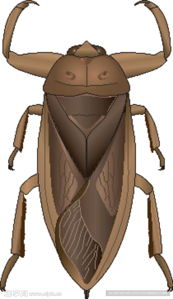 昆虫系列 蝎蝽