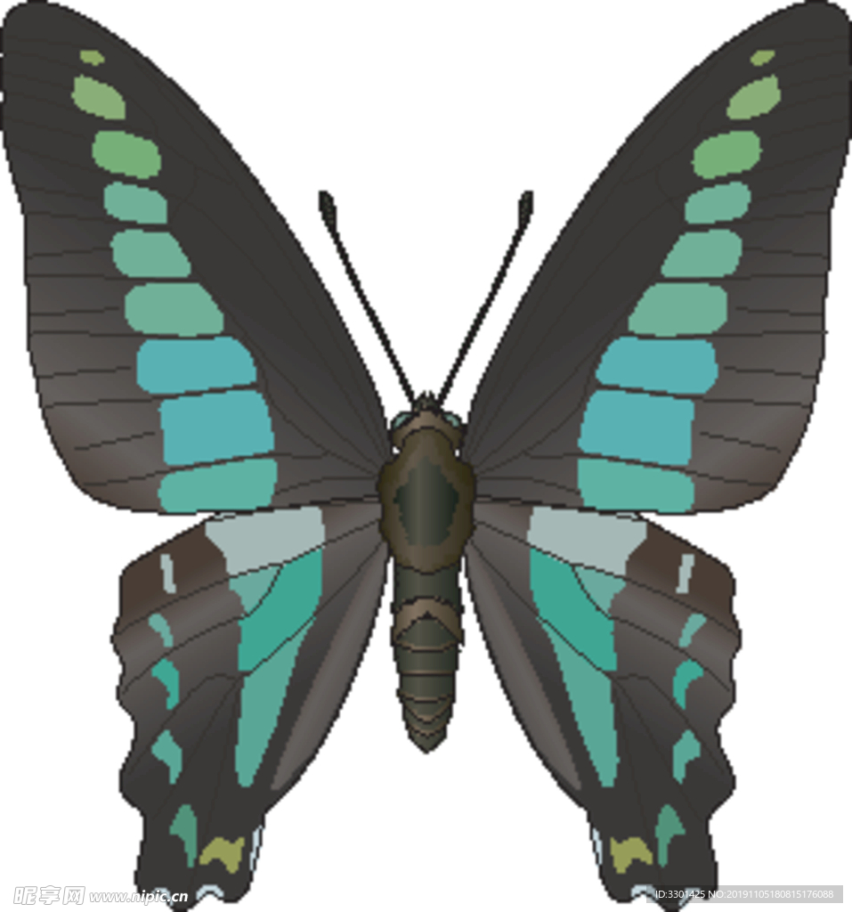 昆虫系列 绿色黑色蝴蝶