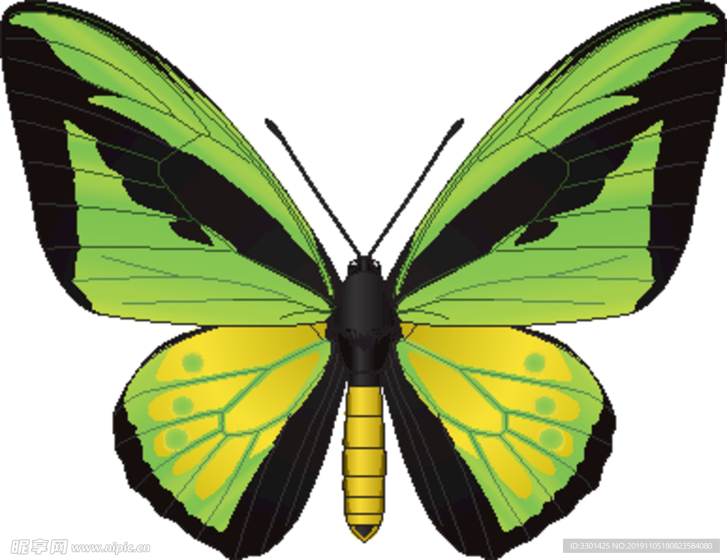 昆虫系列 绿色黄色蝴蝶