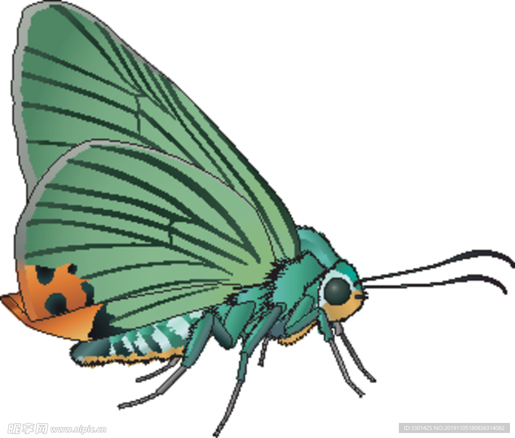 昆虫系列 绿色飞蛾