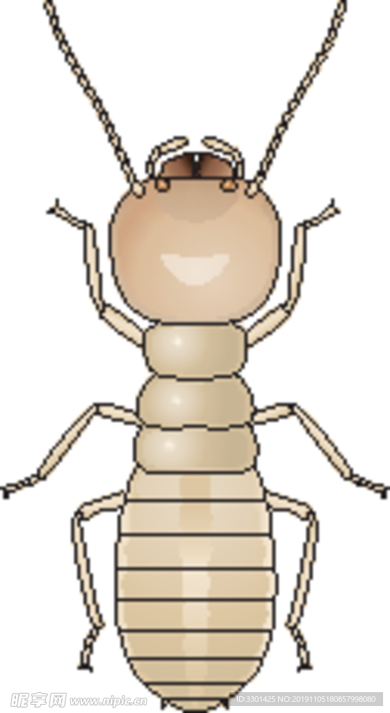 昆虫系列 白蚁