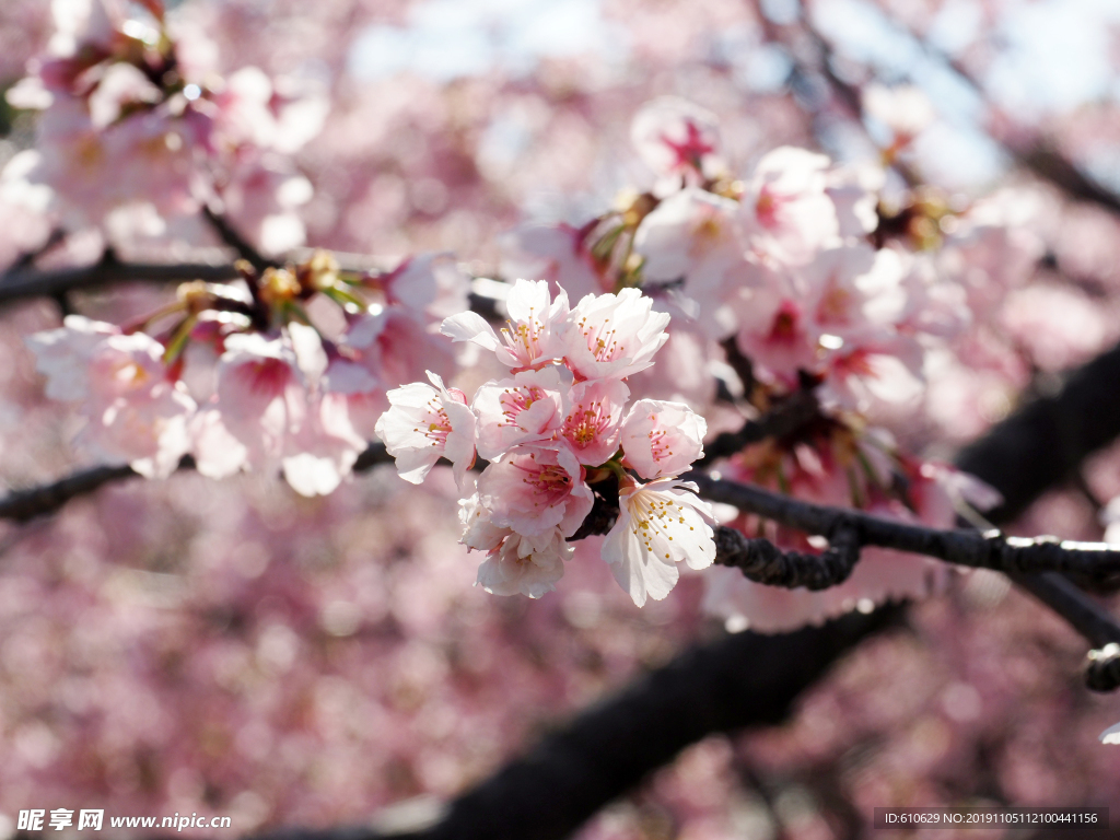 樱花