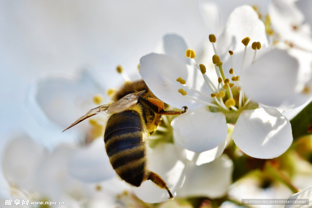 蜜蜂