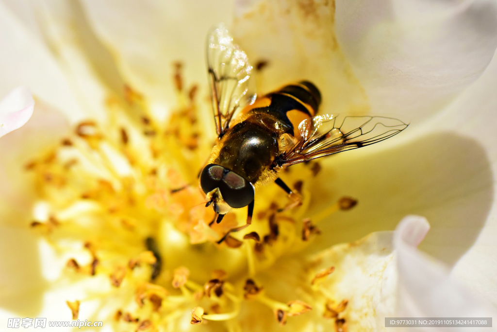 蜜蜂