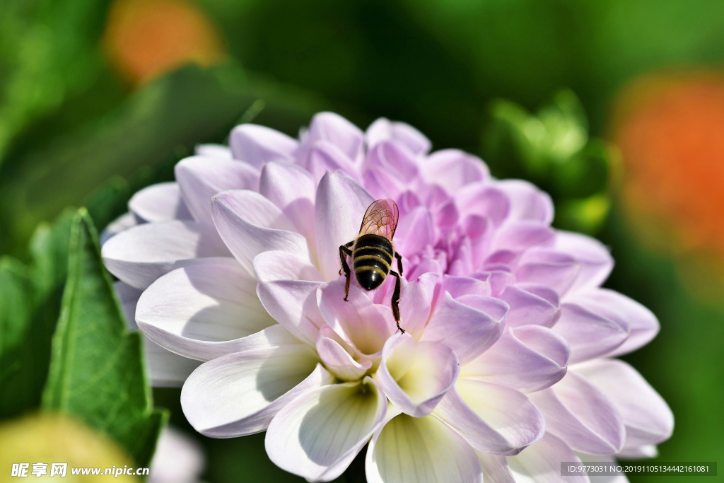 蜜蜂