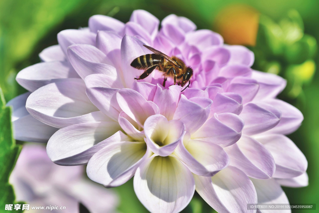 蜜蜂