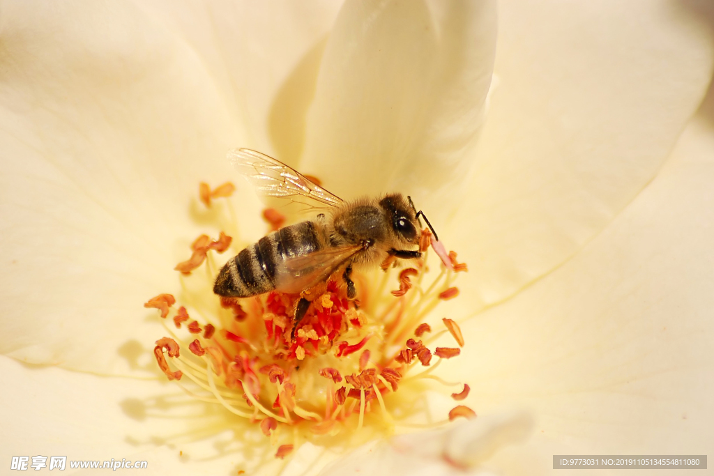 蜜蜂