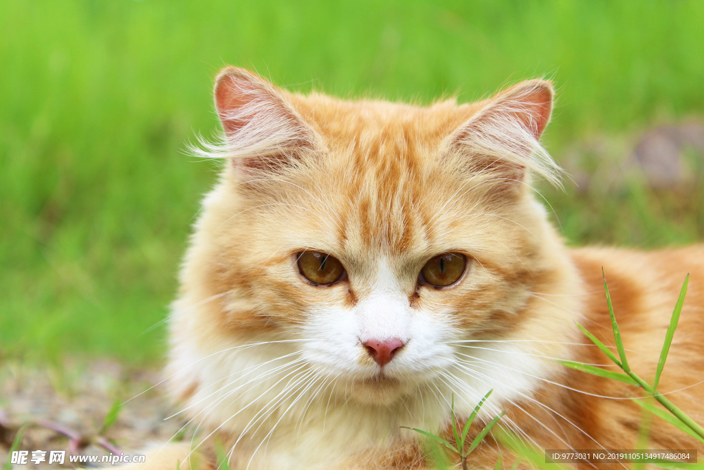 猫咪