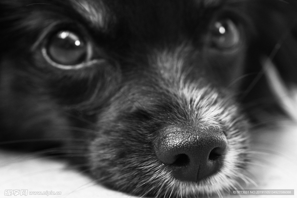 狗