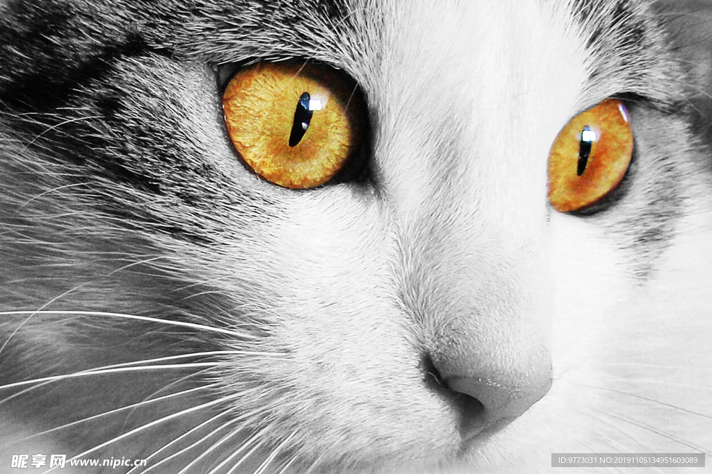 猫咪