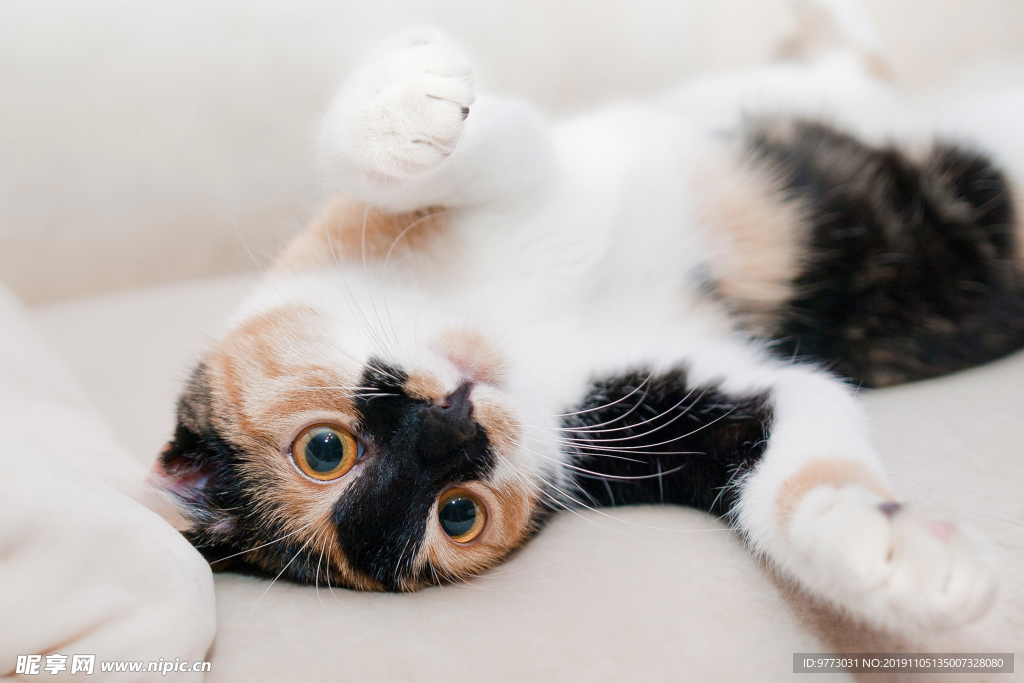 猫咪