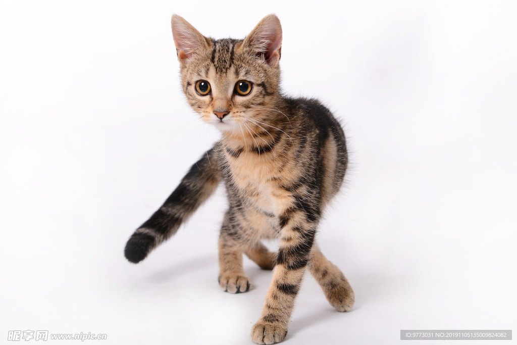 猫咪