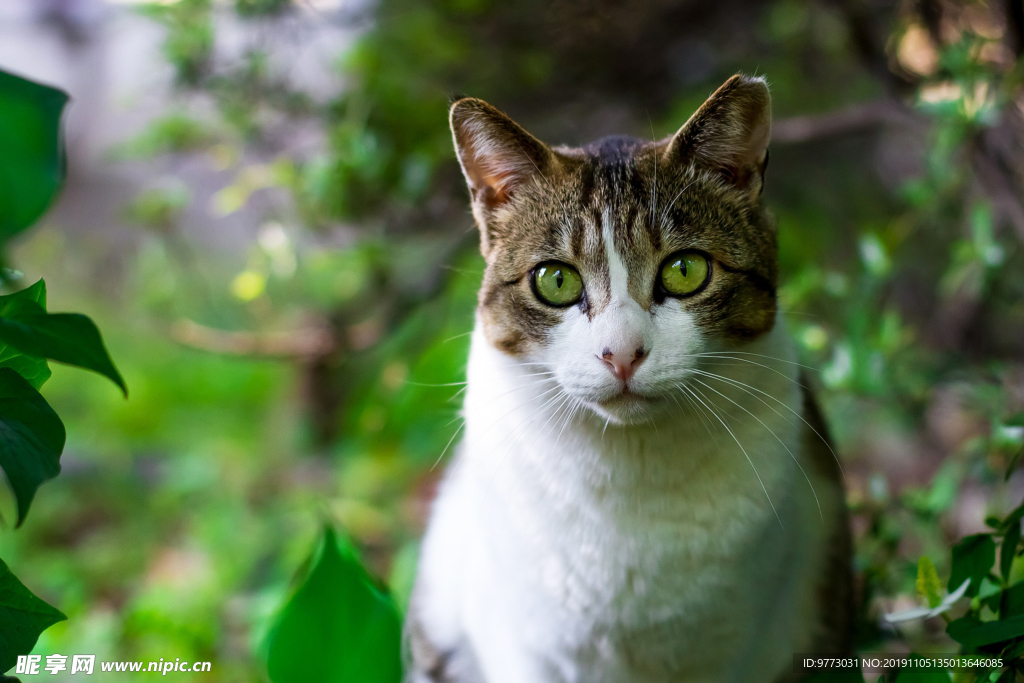 猫咪