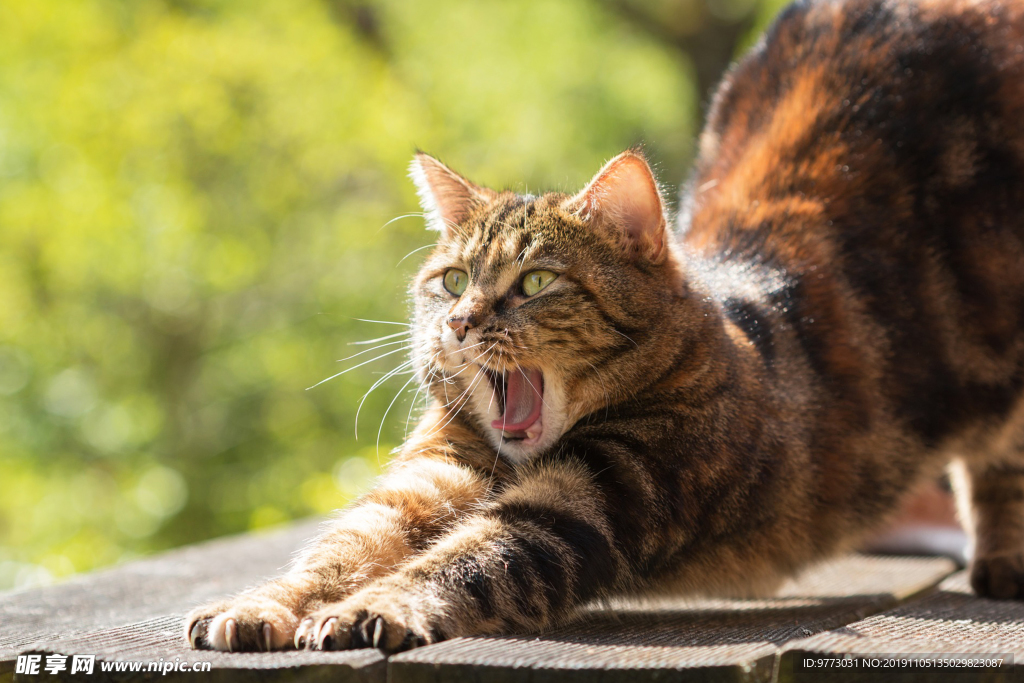 猫咪