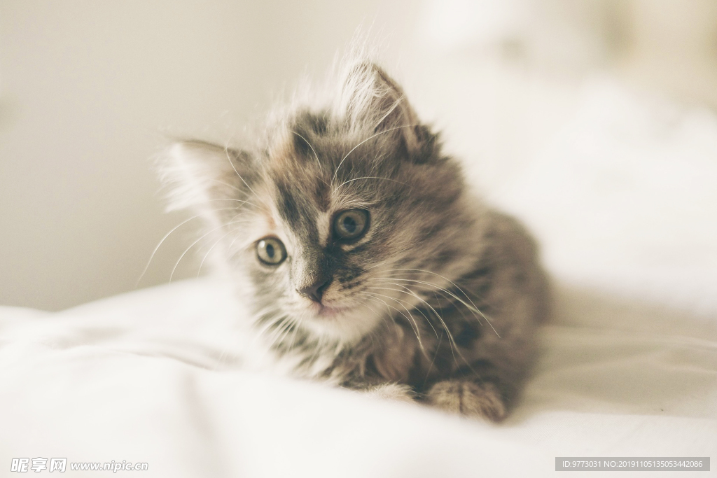 猫咪