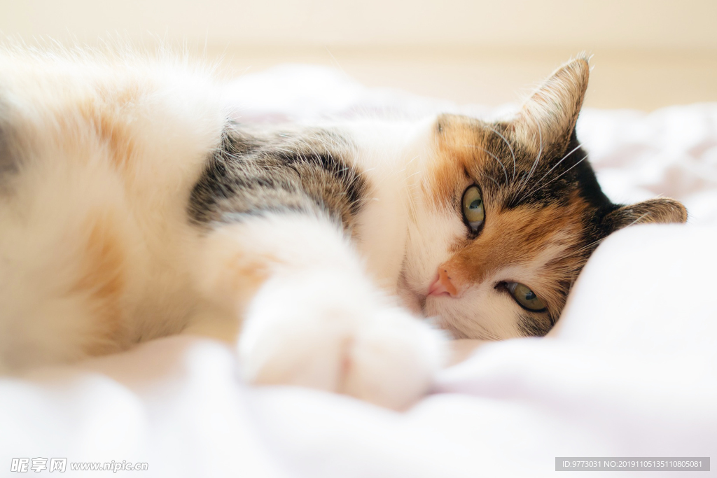 猫咪