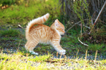 猫咪