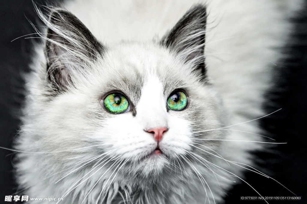 猫咪