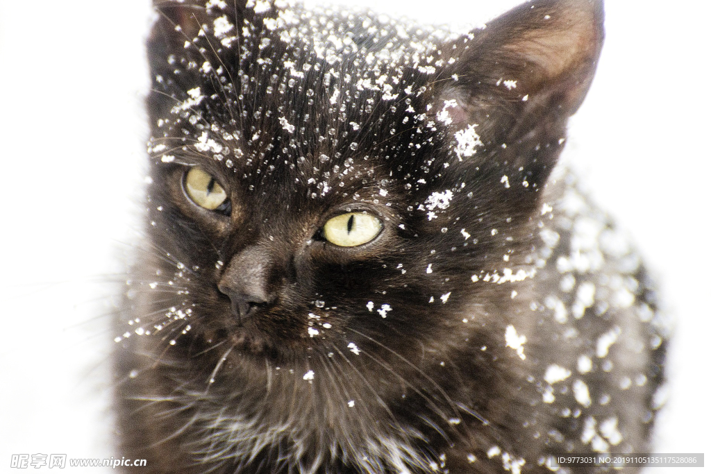 猫咪
