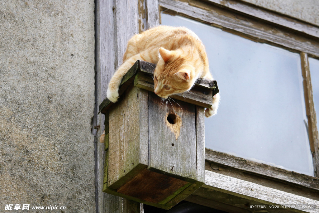 猫咪