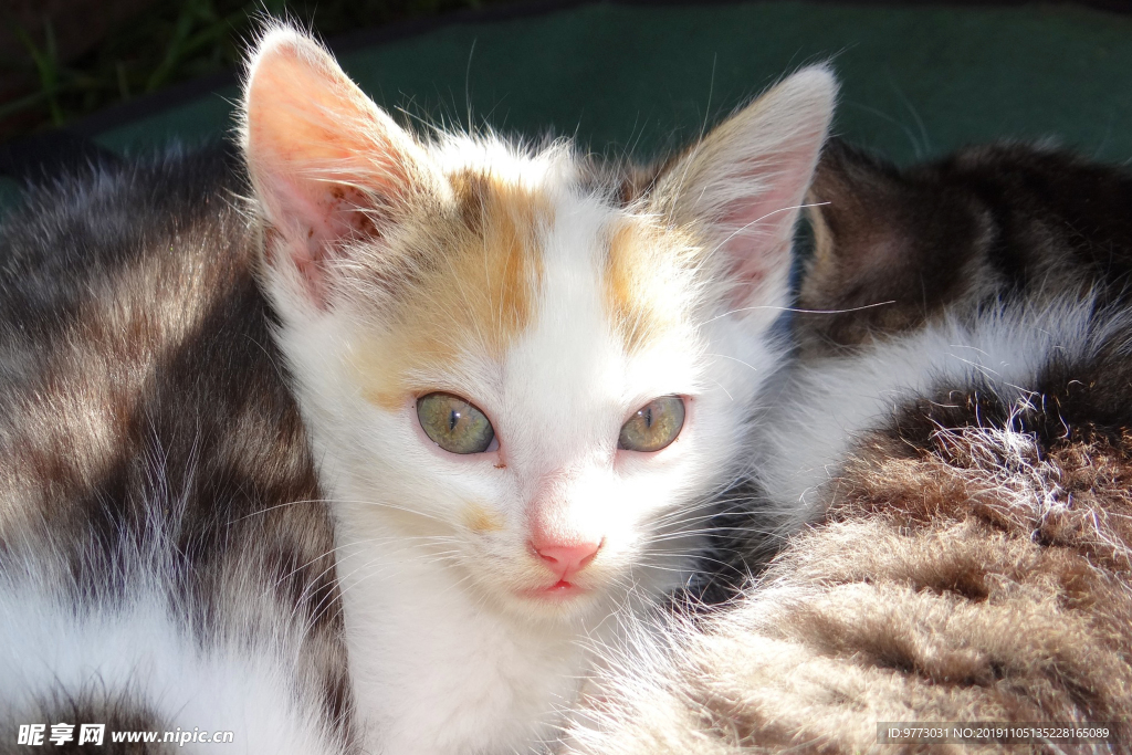 猫咪