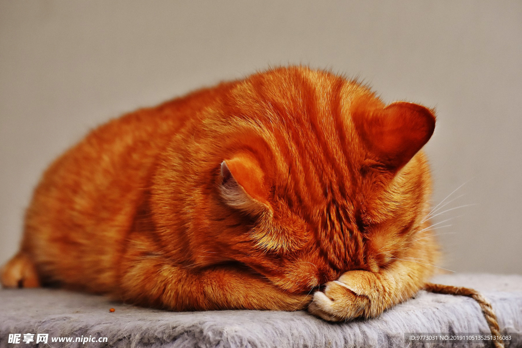猫咪