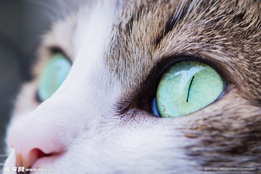 猫咪