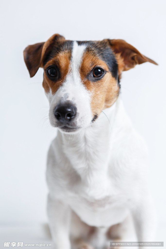 狗